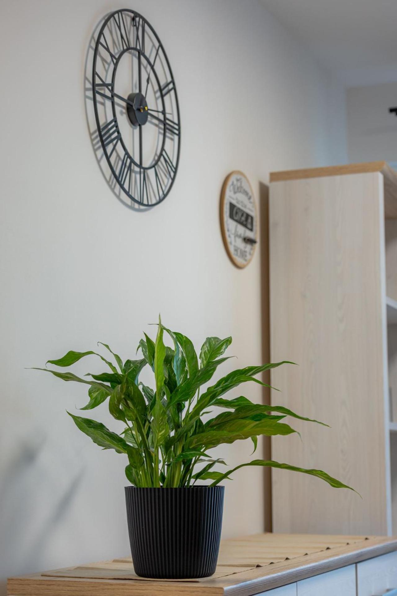 Apartment Vip Wieniawskiego *